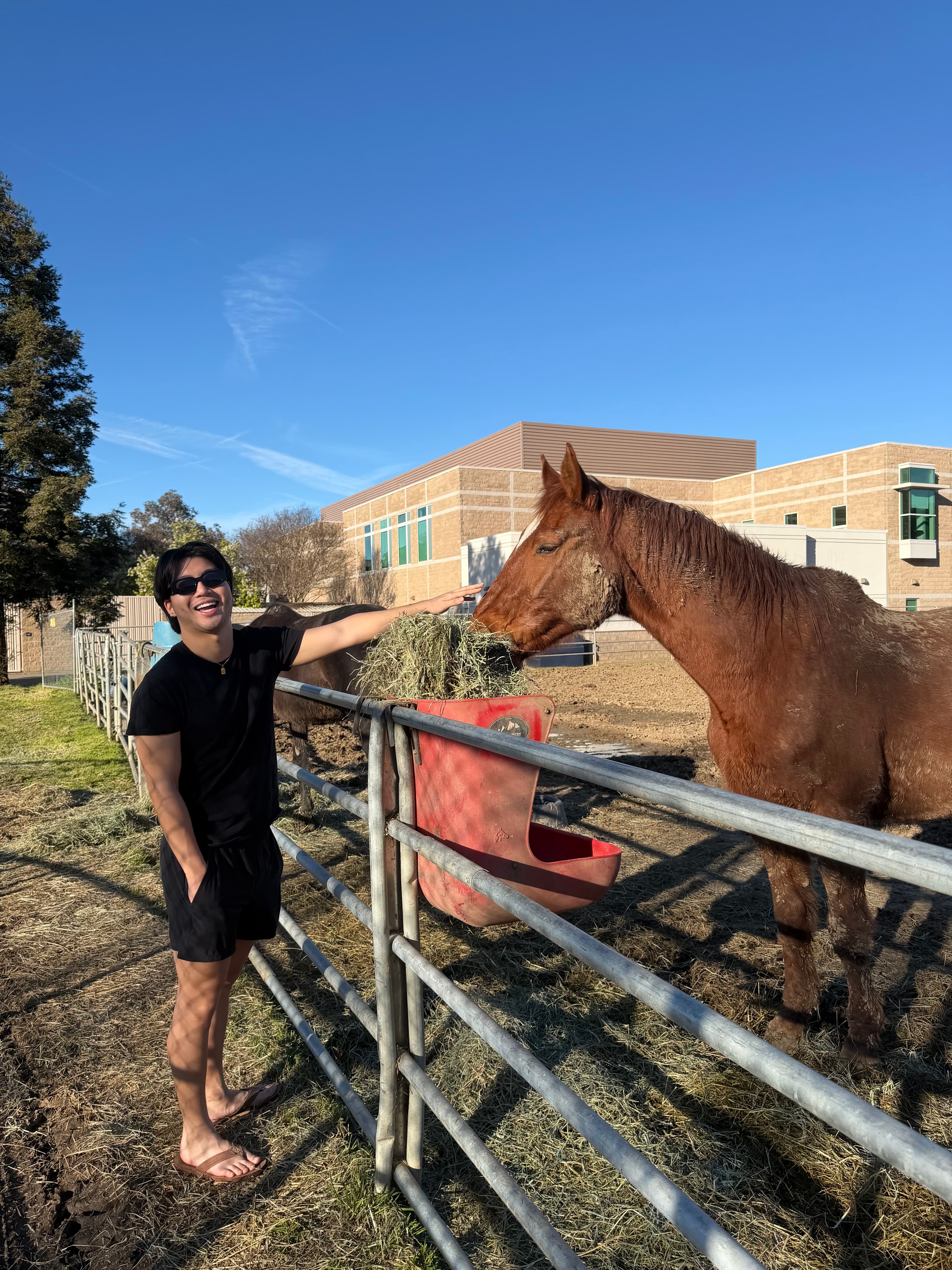 Horse